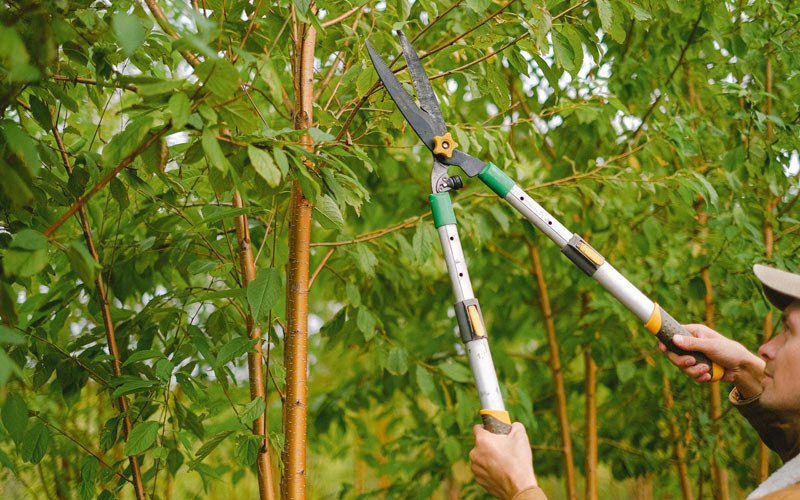 Tree trimming in Verdunville, WV