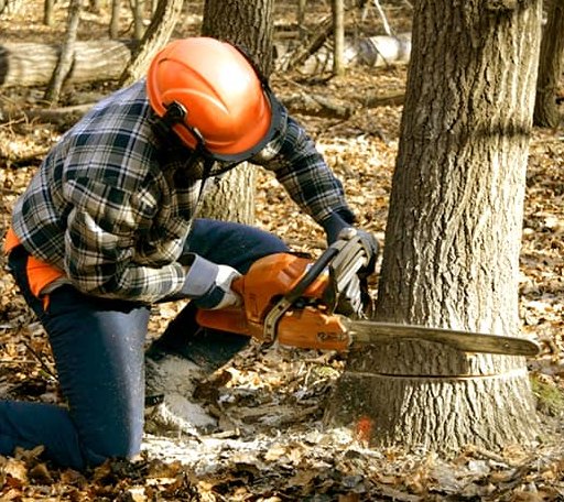 Tree Removal in Verdunville, WV